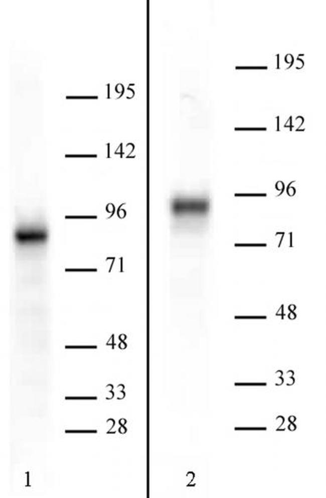 TORC2 Antibody in Western Blot (WB)