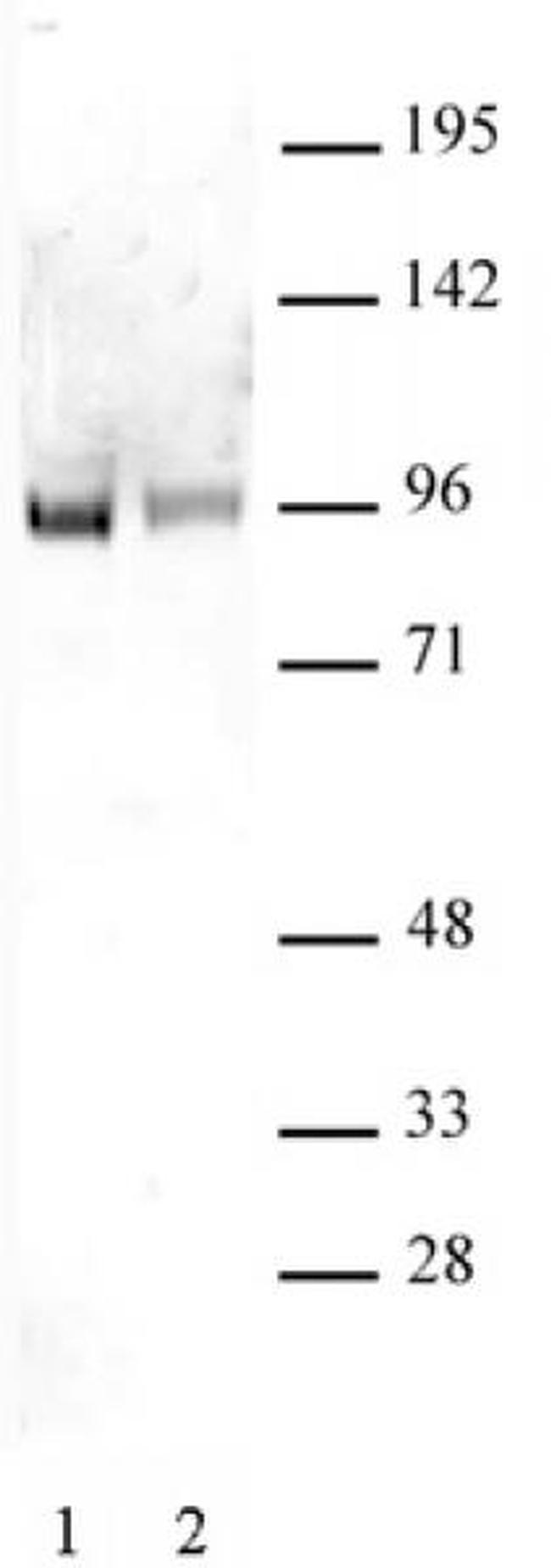 Sp1 Antibody in Western Blot (WB)