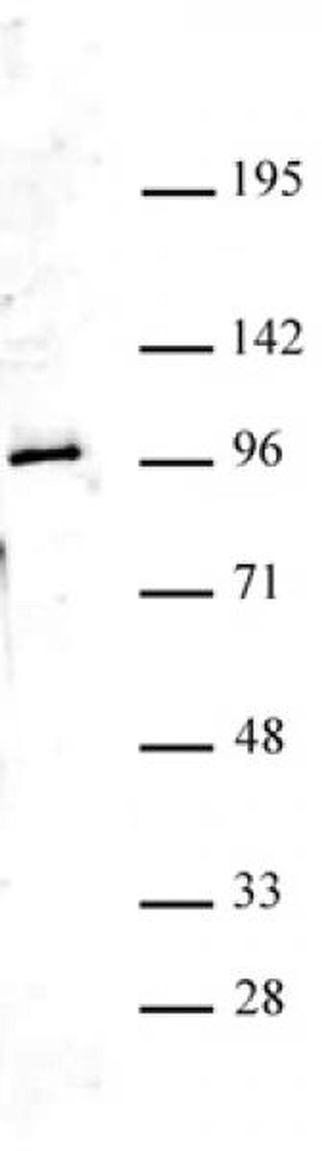 Ago4 Antibody in Western Blot (WB)