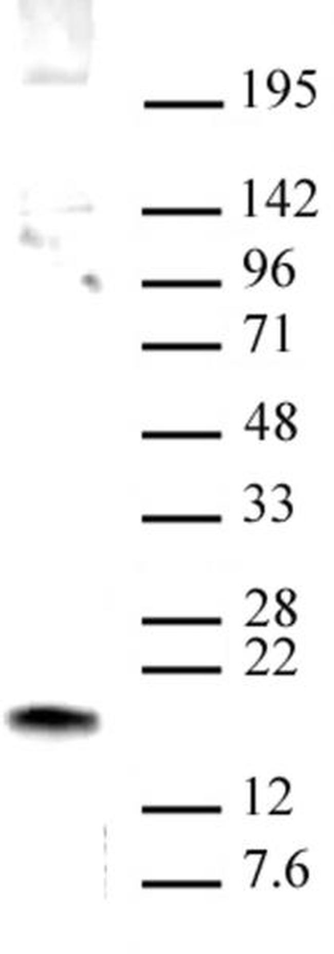 HMGN1 Antibody in Western Blot (WB)