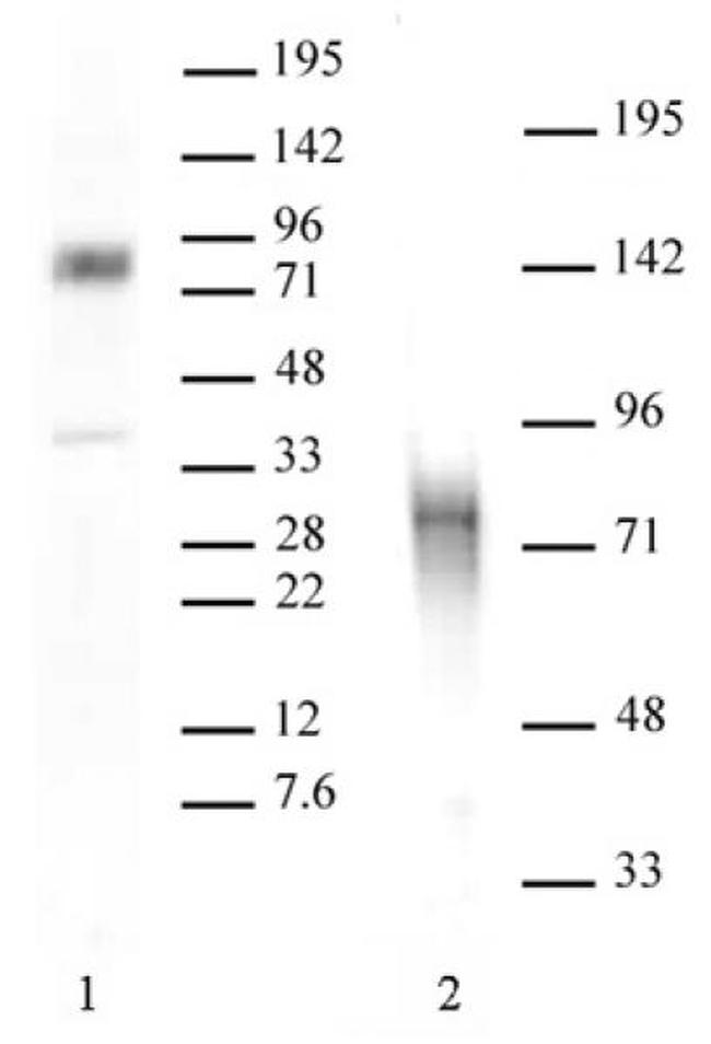 MBD1 Antibody in Western Blot (WB)