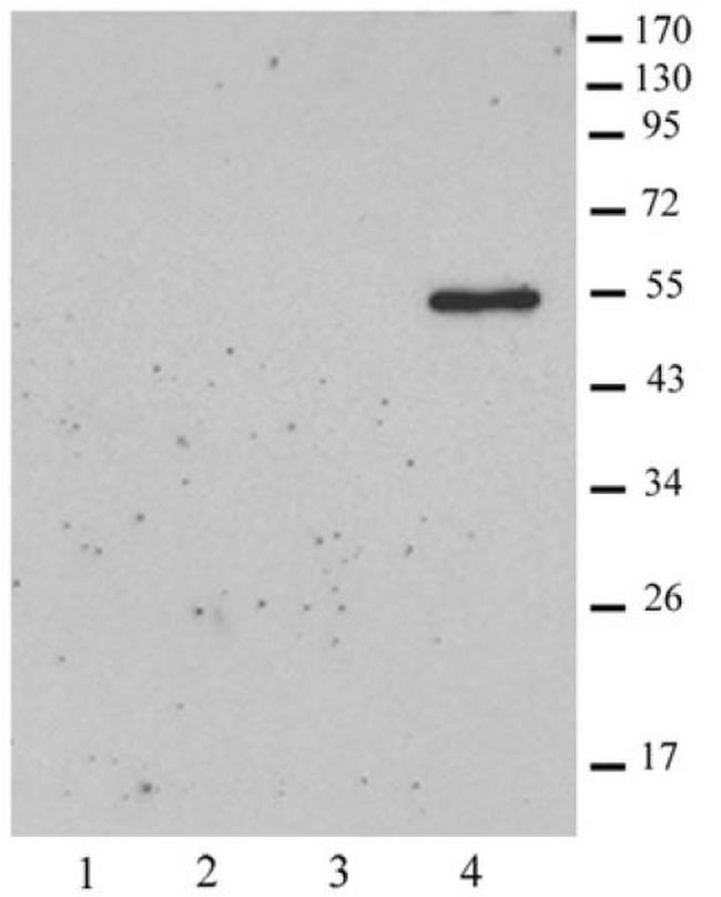 Histone macroH2A2 Antibody in Western Blot (WB)