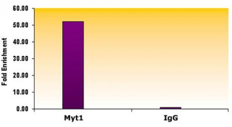 Suz12 Antibody in ChIP Assay (ChIP)