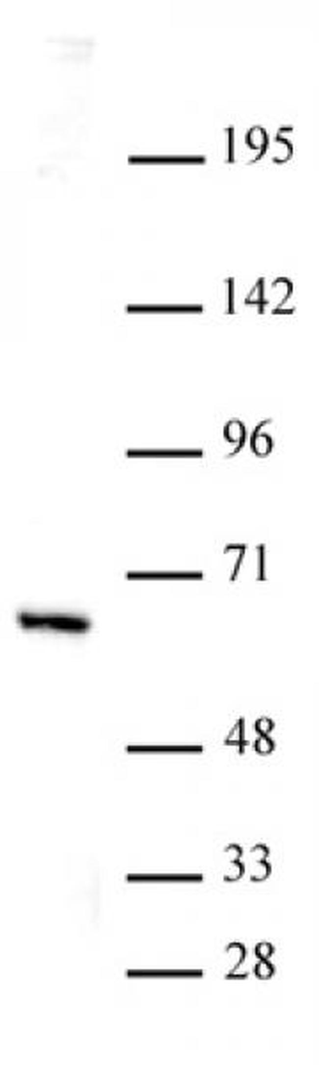 HDAC1 Antibody in Western Blot (WB)