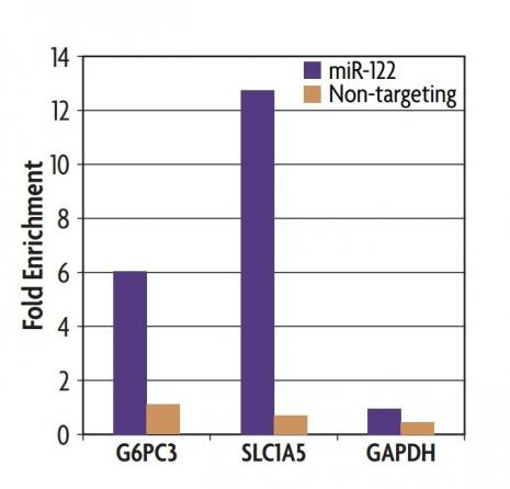 Ago1/2/3 Antibody in Immunoprecipitation (IP)