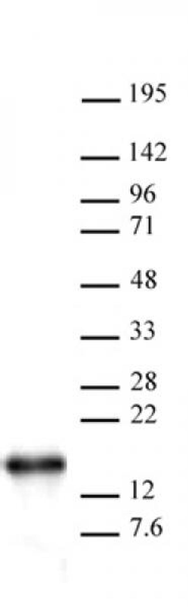 Histone H2B Antibody in Western Blot (WB)