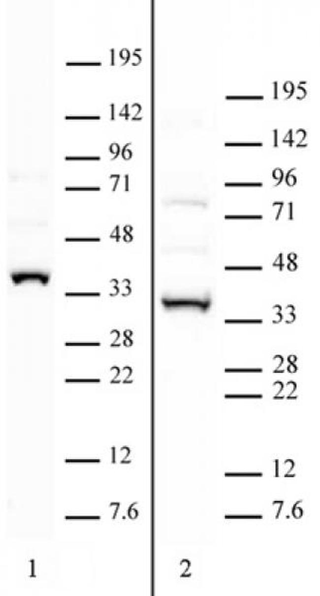 APOBEC2 Antibody in Western Blot (WB)