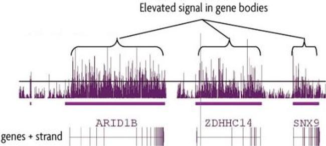5-Hydroxymethylcytosine (5-hmC) Antibody in Methylated DNA Immunoprecipitation (MeDIP)