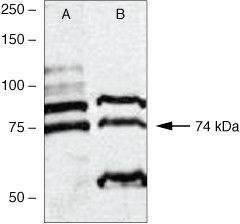 PKC lambda/iota Antibody in Western Blot (WB)