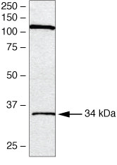 SPRY1 Antibody in Western Blot (WB)