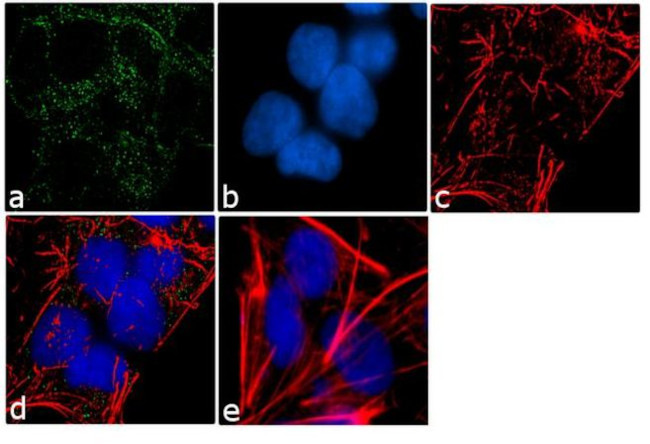 PDE4B Antibody in Immunocytochemistry (ICC/IF)