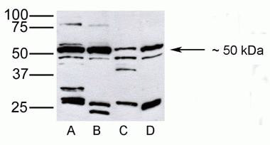 PDGF-D Antibody in Western Blot (WB)