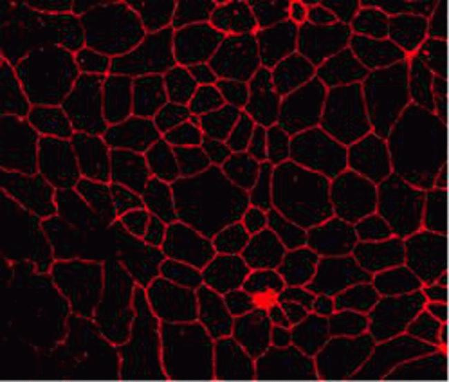 Claudin 8 Antibody in Immunocytochemistry (ICC/IF)
