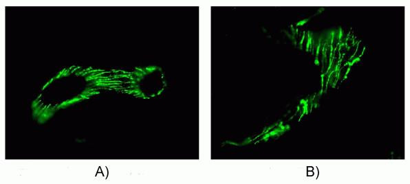 Connexin 37 Antibody in Immunohistochemistry (IHC)