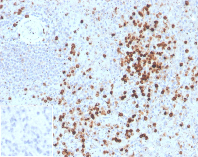 Lysozyme (Histiocytoma and Monocytic Acute Leukemia Marker) Antibody in Immunohistochemistry (Paraffin) (IHC (P))