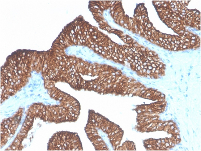 Ep-CAM/CD326 (Extracellular Domain) (Epithelial Marker) Antibody in Immunohistochemistry (Paraffin) (IHC (P))