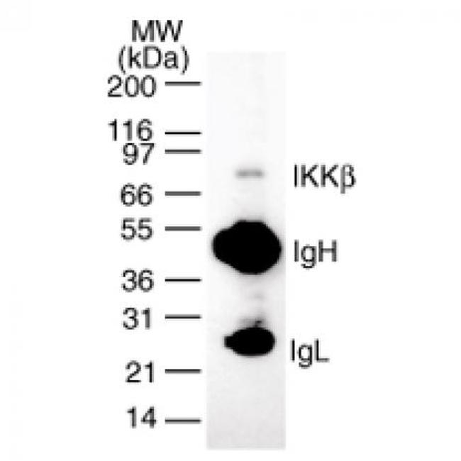 IKK beta Antibody in Western Blot (WB)