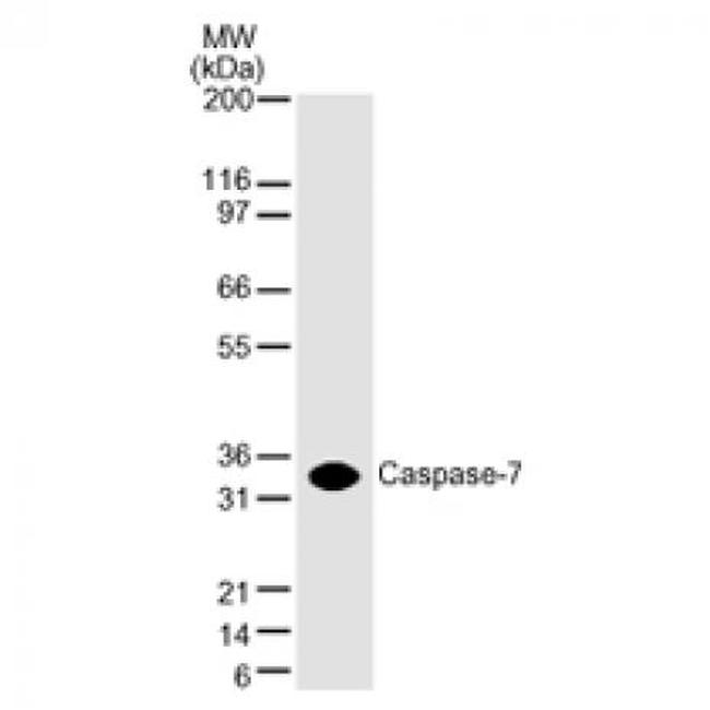 Caspase-7 Antibody in Western Blot (WB)