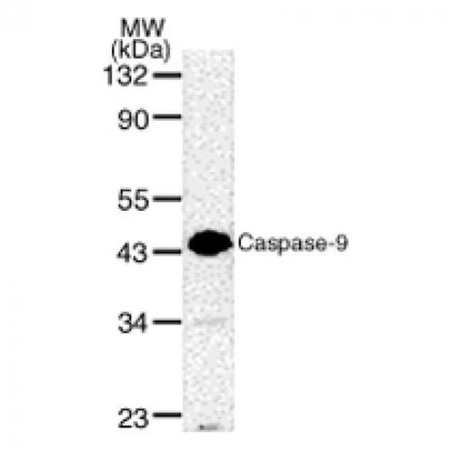 Caspase-9 Antibody in Western Blot (WB)