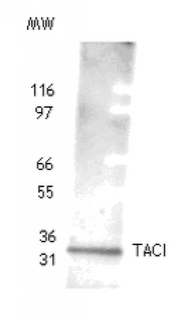 TACI Antibody in Western Blot (WB)