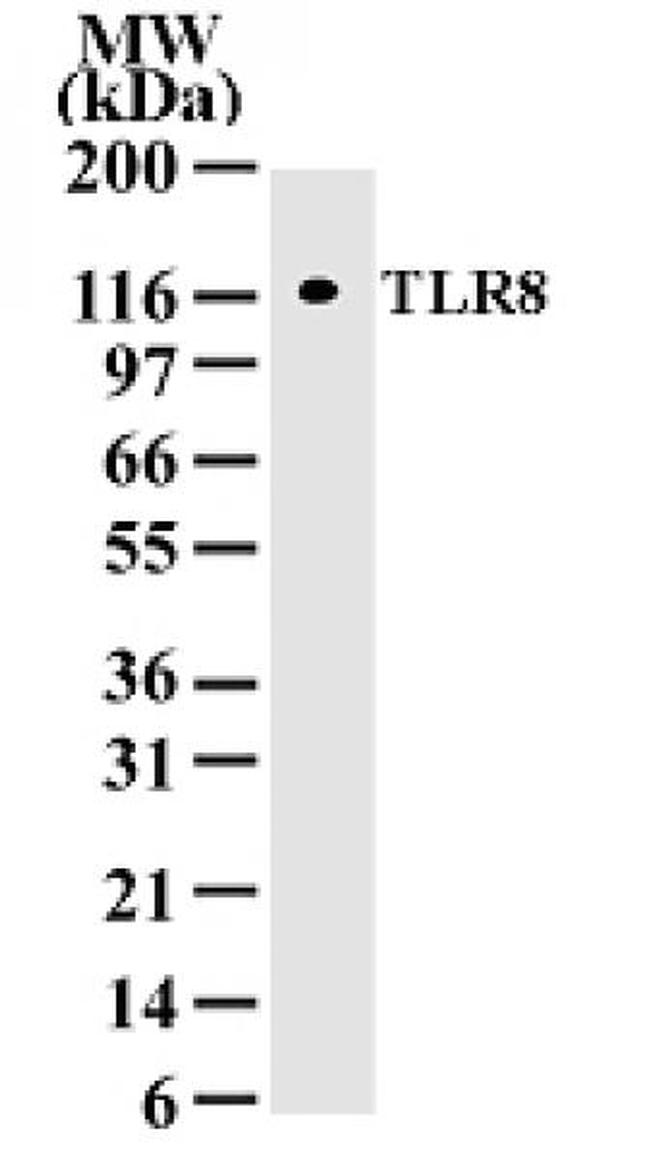 TLR8 Antibody in Western Blot (WB)