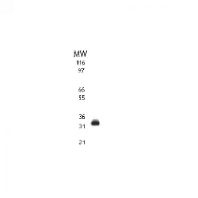 TRAIL Antibody in Western Blot (WB)