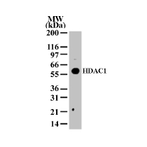 HDAC1 Antibody in Western Blot (WB)