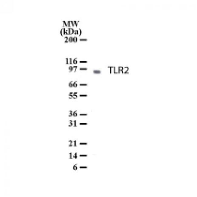 TLR2 Antibody in Western Blot (WB)