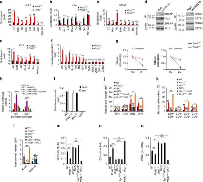 PU.1 Antibody (PA5-17505)