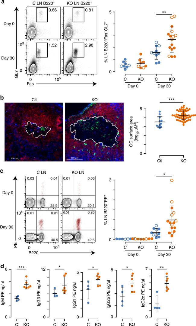 Flow Gl7 GL7 Monoclonal Antibody (GL-7 (GL7)), eFluor™ 450, eBioscience ...