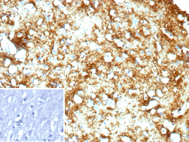 Myelin Basic Protein Antibody in Immunohistochemistry (Paraffin) (IHC (P))