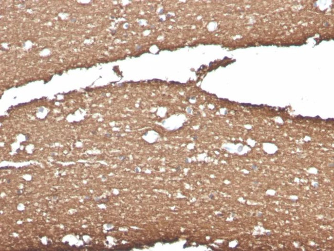 Myelin Basic Protein Antibody in Immunohistochemistry (Paraffin) (IHC (P))