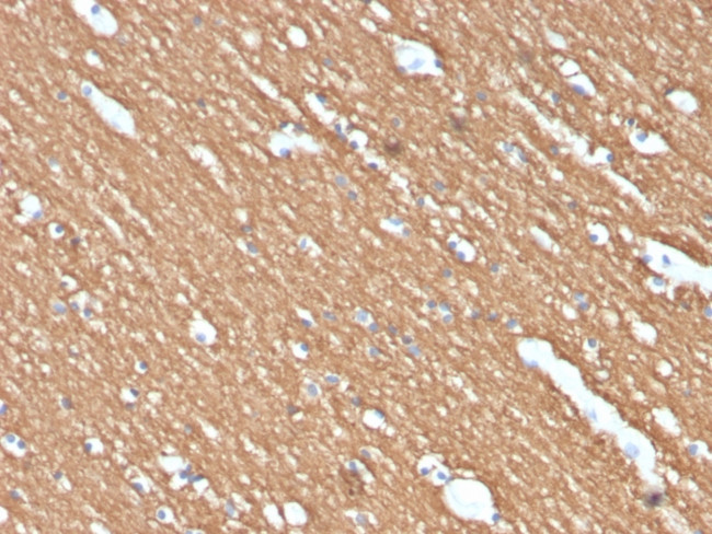 Myelin Basic Protein Antibody in Immunohistochemistry (Paraffin) (IHC (P))