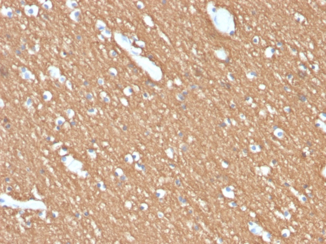 Myelin Basic Protein Antibody in Immunohistochemistry (Paraffin) (IHC (P))