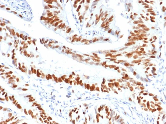 MCM3 (Proliferation Marker) Antibody in Immunohistochemistry (Paraffin) (IHC (P))