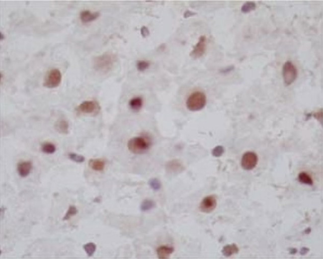 FXR Antibody in Immunohistochemistry (Frozen) (IHC (F))