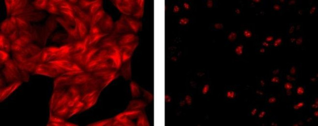 Mouse IgG1 Secondary Antibody in Immunocytochemistry (ICC/IF)