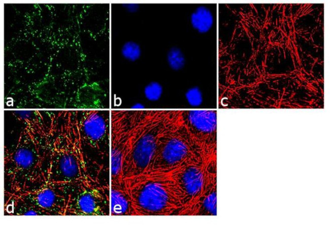 Pannexin 2 Antibody in Immunocytochemistry (ICC/IF)