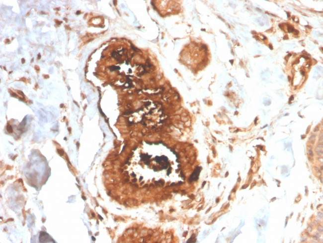 Mammaglobin (SCGB2A2) Antibody in Immunohistochemistry (Paraffin) (IHC (P))