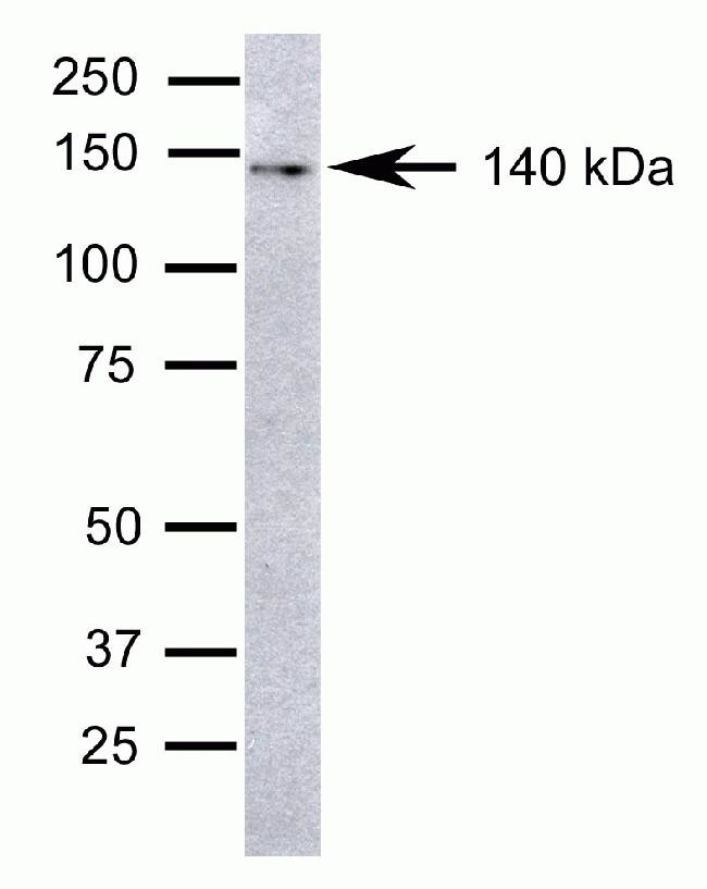 TEK Antibody in Western Blot (WB)