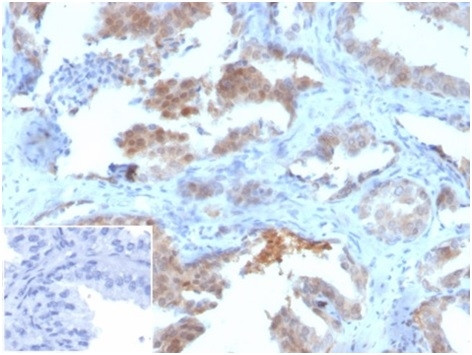 MIF (Macrophage Migration Inhibitory Factor) Antibody in Immunohistochemistry (Paraffin) (IHC (P))