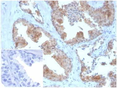 MIF (Macrophage Migration Inhibitory Factor) Antibody in Immunohistochemistry (Paraffin) (IHC (P))