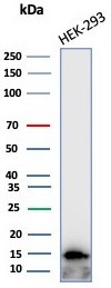 MIF (Macrophage Migration Inhibitory Factor) Antibody in Western Blot (WB)