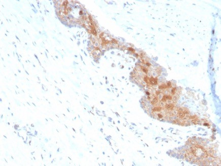 MIF (Macrophage Migration Inhibitory Factor) Antibody in Immunohistochemistry (Paraffin) (IHC (P))