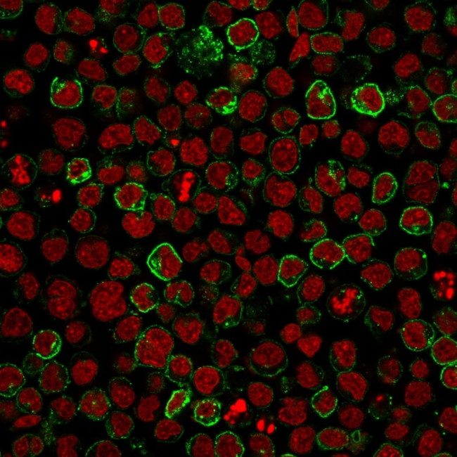 CD10 (Membrane Metalloendopeptidase) Antibody in Immunocytochemistry (ICC/IF)