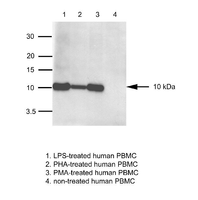 IL-8 (CXCL8) Antibody in Western Blot (WB)