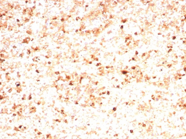 Myeloperoxidase/MPO Antibody in Immunohistochemistry (Paraffin) (IHC (P))