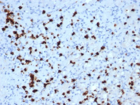 Myeloperoxidase/MPO Antibody in Immunohistochemistry (Paraffin) (IHC (P))
