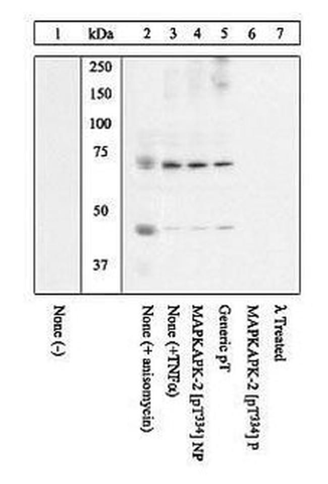 Phospho-MAPKAPK2 (Thr334) Antibody in Western Blot (WB)