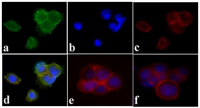 Phospho-PDGFRA/PDGFRB (Tyr572, Tyr574) Antibody in Immunocytochemistry (ICC/IF)